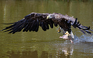 01 White-tailed eagle (Haliaeetus albicilla)